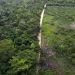 La lucha de la mayor selva de Centroamérica por sobrevivir a la ganadería ilegal