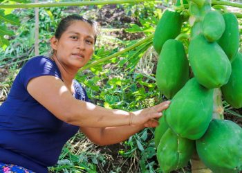 Mujeres en Tacuba elaboran y aplican insumos agroecológicos en sus cultivos