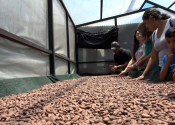 Desarrollarán el segundo festival del cacao en Osicala, Morazán