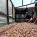 Desarrollarán el segundo festival del cacao en Osicala, Morazán
