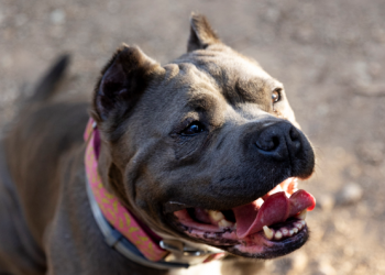 Emoción y rabia en Reino Unido por ataques mortales de perros «American bully XL»