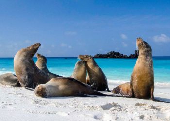 Al menos 164 mamíferos marinos muertos por gripe aviar en sur de Brasil