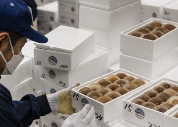 Japón detecta cesio radiactivo por encima del límite en cultivos locales de setas