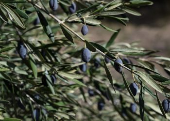 Las aceitunas escasean cada vez más en Grecia, donde ya «no hay invierno»