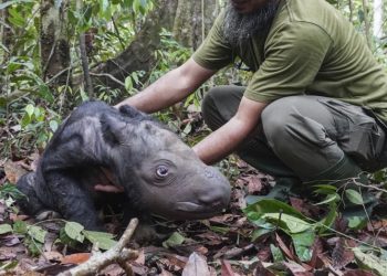 Nace una cría del amenazado rinoceronte de Sumatra en Indonesia