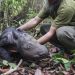 Nace una cría del amenazado rinoceronte de Sumatra en Indonesia