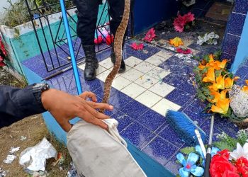 Autoridades rescatan cuatro serpientes y otros animales silvestres en diversas zonas de El Salvador