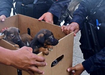 Rescatan caninos que fueron abandonas en caja de cartón en la carretera Panamericana