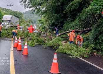 FOVIAL despeja calle obstruida por la caída de un árbol en San Miguel