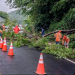 FOVIAL despeja calle obstruida por la caída de un árbol en San Miguel