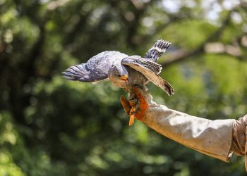Medio Ambiente libera a diferentes animales silvestres en Área Natural Protegida de El Salvador