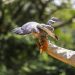 Medio Ambiente libera a diferentes animales silvestres en Área Natural Protegida de El Salvador