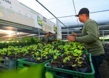 Vivero MOP Verde ha producido 205,000 árboles