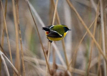 Fiu, pájaro de siete colores y mascota de Panamericanos Santiago 2023, fundamental para equilibrio de ecosistemas