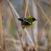 Fiu, pájaro de siete colores y mascota de Panamericanos Santiago 2023, fundamental para equilibrio de ecosistemas