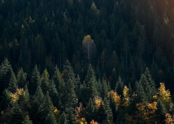 Crean fondo para proteger los ecosistemas en Latinoamérica