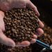 Compañía chilena compra 18.8 toneladas de café salvadoreño