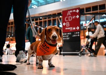 «Patrulla canina» calma a los viajeros en el aeropuerto de Berlín