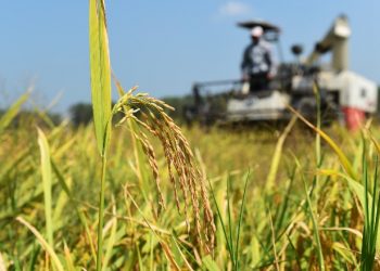 Concluye cosecha de otoño en principal provincia productora de cereales de China