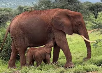 Nacen elefantes gemelos en Kenia, un hecho poco frecuente