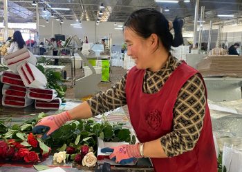 La tecnología está detrás de las rosas cultivadas en Yunnan