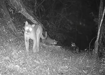 VIDEO: Cámaras captan a grupo de pumas en Área Natural Protegida de El Salvador