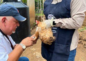 La FAO insta a países a mantener alerta por gripe aviar en el 2024