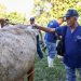Gobierno de El Salvador evalúa ganado apto para mejora genética en Zacatecoluca, La Paz