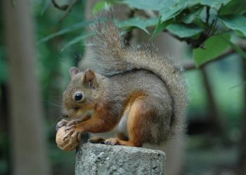 Zoológico japonés investiga posible envenenamiento masivo de ardillas