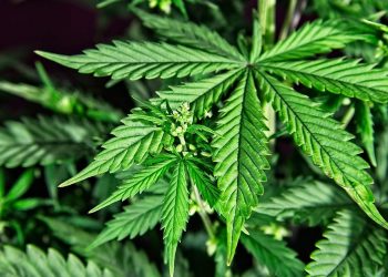 Japón aprueba proyecto de ley para legalizar uso médico de cannabis