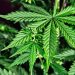 Japón aprueba proyecto de ley para legalizar uso médico de cannabis
