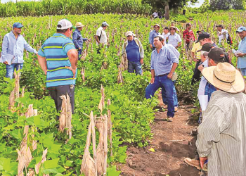 Extensionistas del Centa conocen el trabajo de productores de semilla