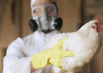 Francia eleva alerta por gripe aviar tras contaminación de granja