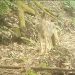Un coyote es captado por una cámara trampa
