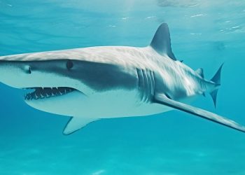 Tiburón mata a adolescente en Australia Meridional