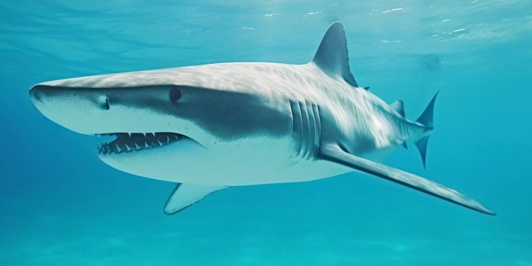 tiburon mata a adolescente en australia 435137 1 658e71db2ba28
