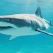 Tiburón mata a adolescente en Australia Meridional