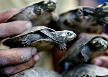 Decomisan 4,000 tortugas de la Amazonía peruana que serían traficadas en Indonesia
