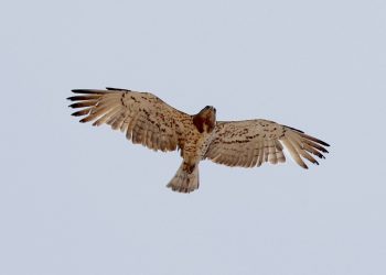Las grandes aves rapaces de África se enfrentan a una «crisis de extinción», según estudio