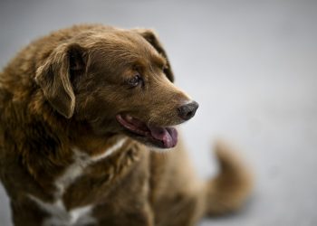 Dudas sobre la edad de Bobi, declarado perro más longevo del mundo