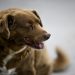 Dudas sobre la edad de Bobi, declarado perro más longevo del mundo