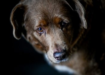 Guinness World Records suspende título de perro más viejo tras dudas sobre su edad