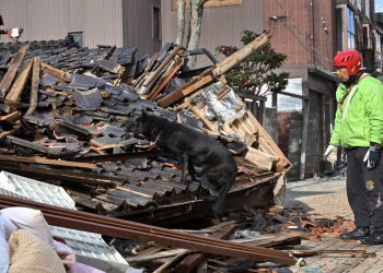 Elsa, una perra socorrista, busca sobrevivientes tras el sismo en Japón