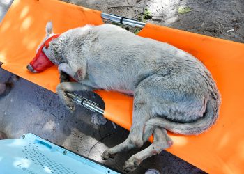 Rocko, el perro que cayó a un río, fue rescatado y entregado a su dueña
