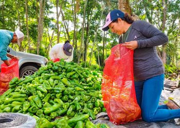 Francisco mejoró su producción al cultivar en una casa malla