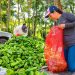 Francisco mejoró su producción al cultivar en una casa malla