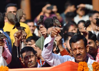 India autoriza las peleas de pájaros bulbules después de ocho años de prohibición