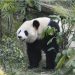 Población de pandas gigantes salvajes de China se acerca a 1.900