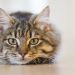 Policía española investiga el posible envenenamiento de casi 50 gatos