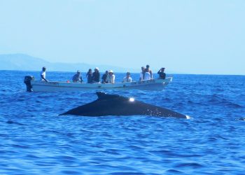 Medio Ambiente capacita a guías para avistar ballenas en Los Cóbanos